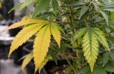 Cannabispflanze gelbe Bl&auml;tter &ndash; Ursachen erkennen und richtig unterscheiden