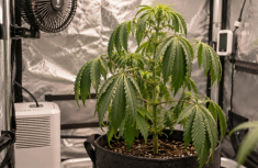 Cannabispflanze l&auml;sst Bl&auml;tter h&auml;ngen &ndash; Ursachen und typische Warnsignale