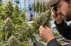 Cannabis-Ertrag pro Pflanze &ndash; Welche Faktoren beeinflussen die Erntemenge?