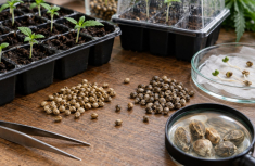 Feminisierte oder regul&auml;re Cannabissamen: Welche Unterschiede sind wirklich wich