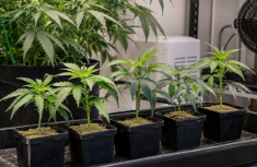 Genotyp und Ph&auml;notyp bei Cannabis: Warum Pflanzen derselben Sorte unterschiedlic