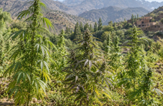 Cannabis-Landrassen: Was urspr&uuml;ngliche Genetiken so besonders macht