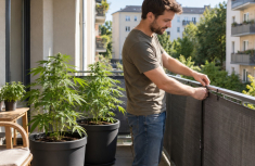 Cannabissamen f&uuml;r den Balkon: Worauf sollte man in Deutschland achten?
