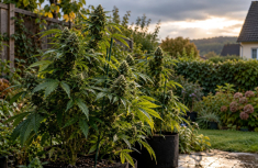 Outdoor-Cannabissorten f&uuml;r Deutschland: K&auml;lte, Regen und kurze Sommer