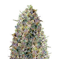 Big Bud